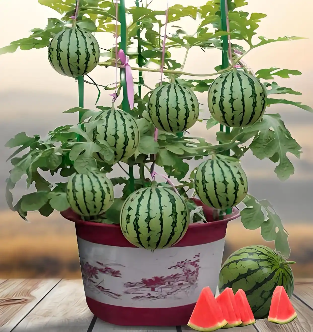 bonsai watermelon