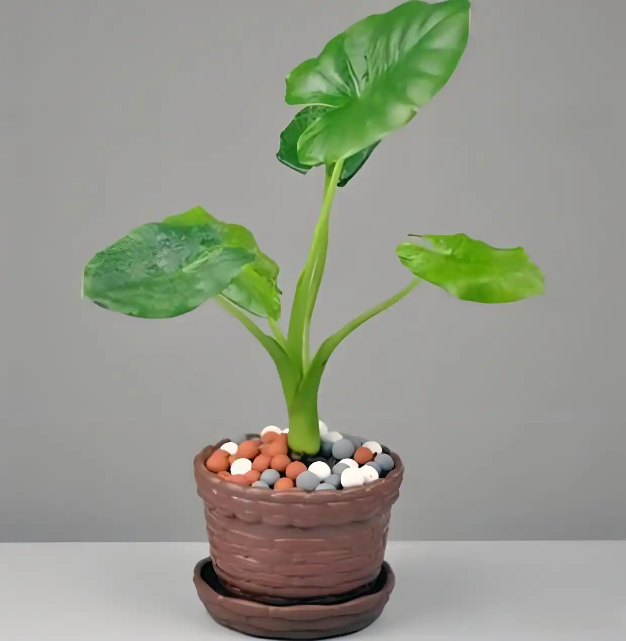 Alocasia macrorrhiza