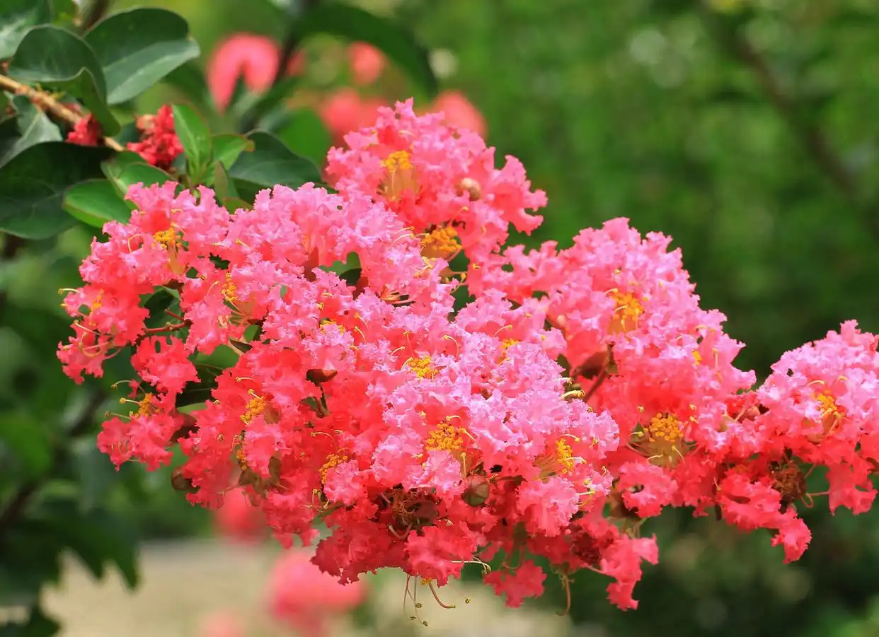 crape myrtle