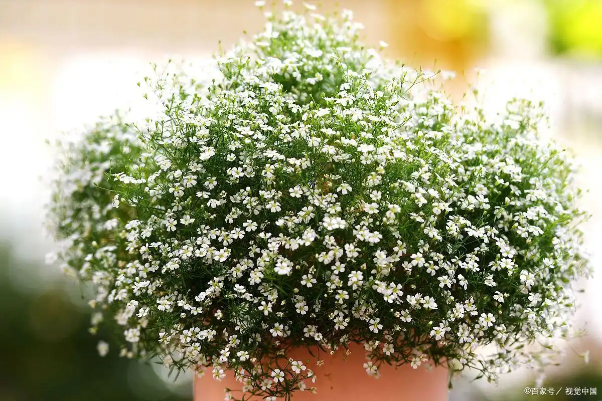 baby's breath