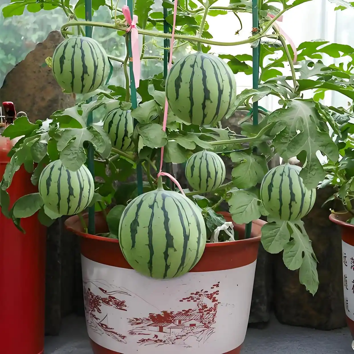bonsai watermelon