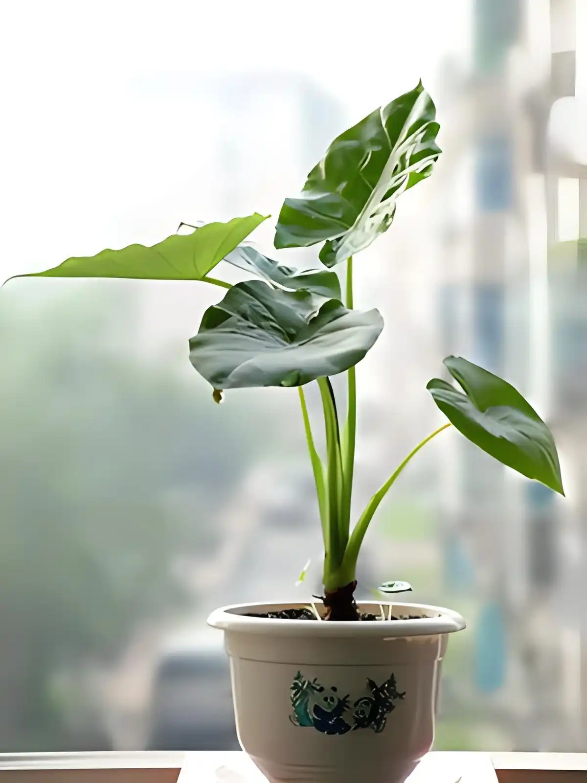 Alocasia macrorrhiza