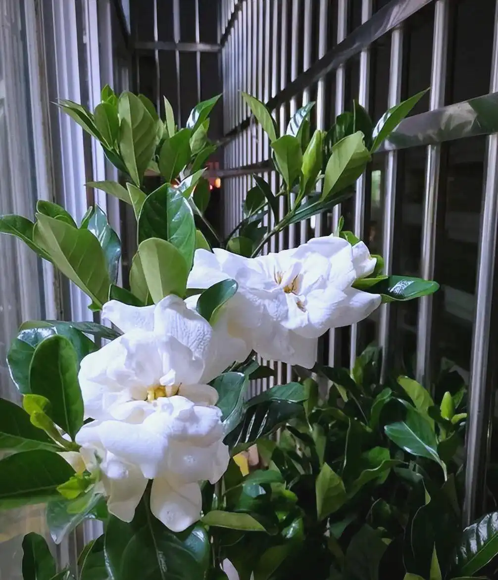 Gardenia