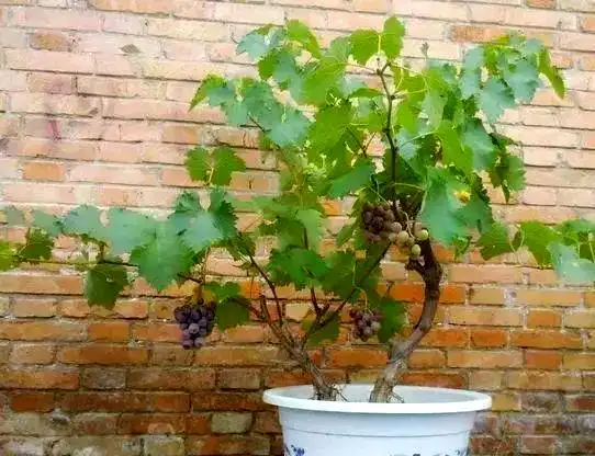 Grape tree
