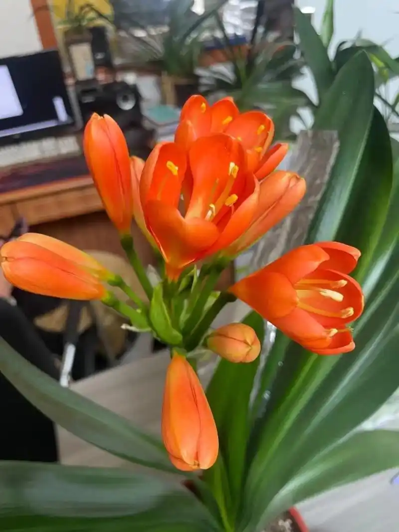 Clivia