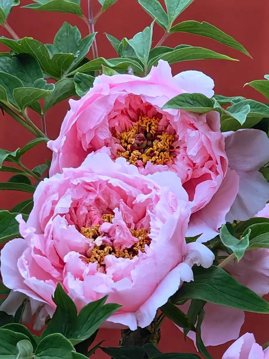 peony meaning