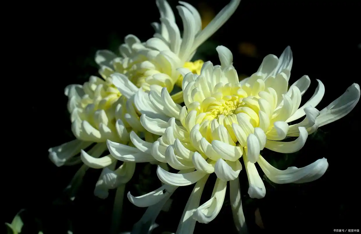 chrysanthemum meaning
