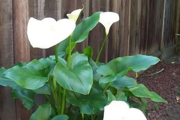 calla lily
