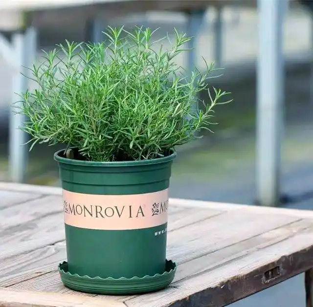 rosemary health benefits