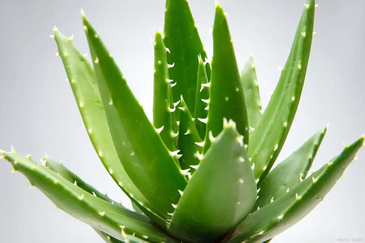 Aloe Vera