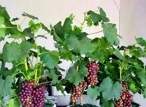 Grape tree