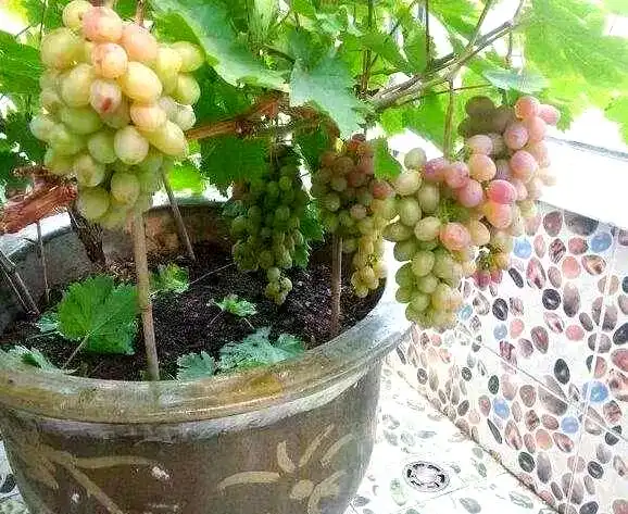 Grape tree
