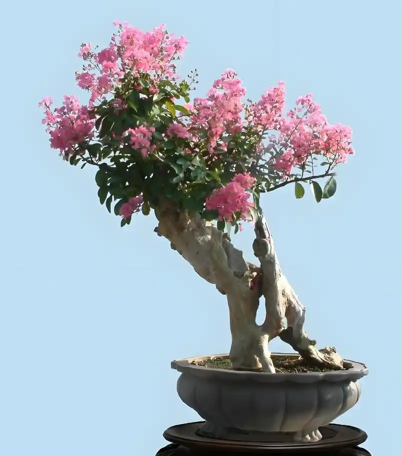 crape myrtle