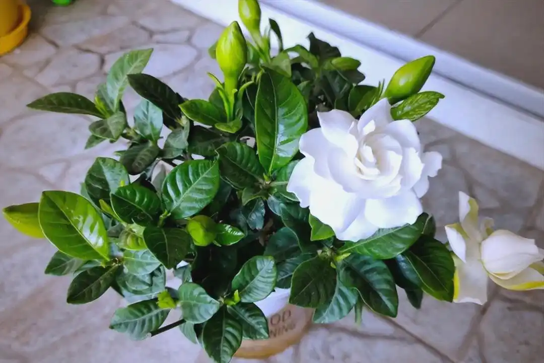Gardenia