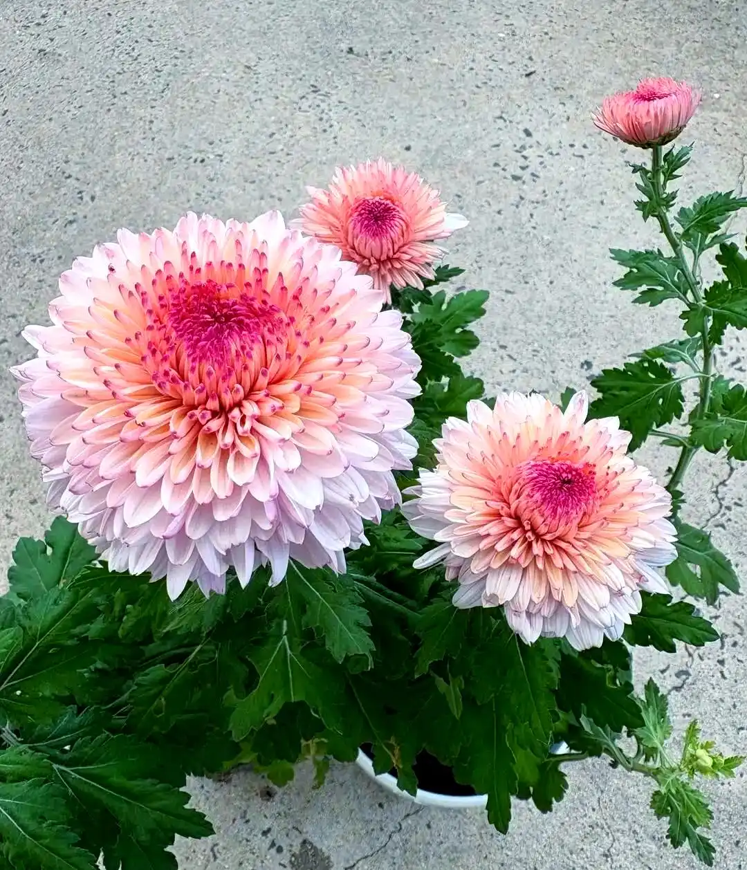 Chrysanthemum