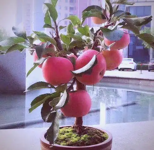 How To Grow A Bonsai Apple Tree