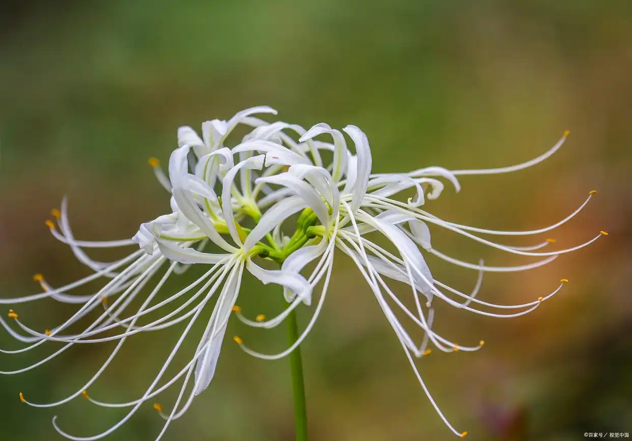 spider lily meaning