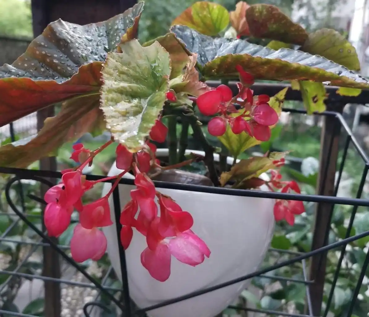 begonia