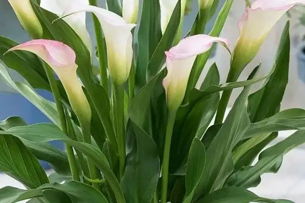 calla lily