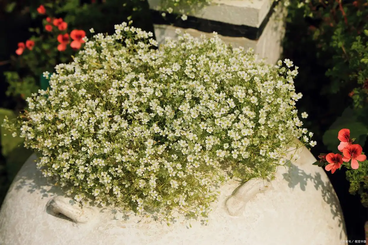 baby's breath