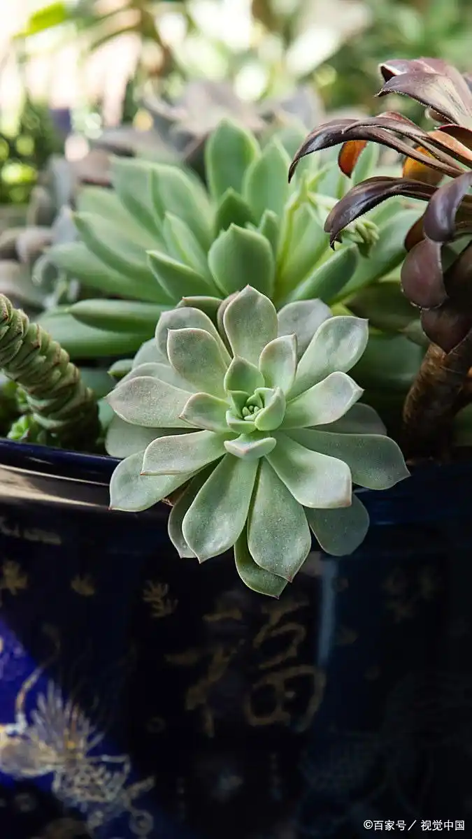 succulent plants