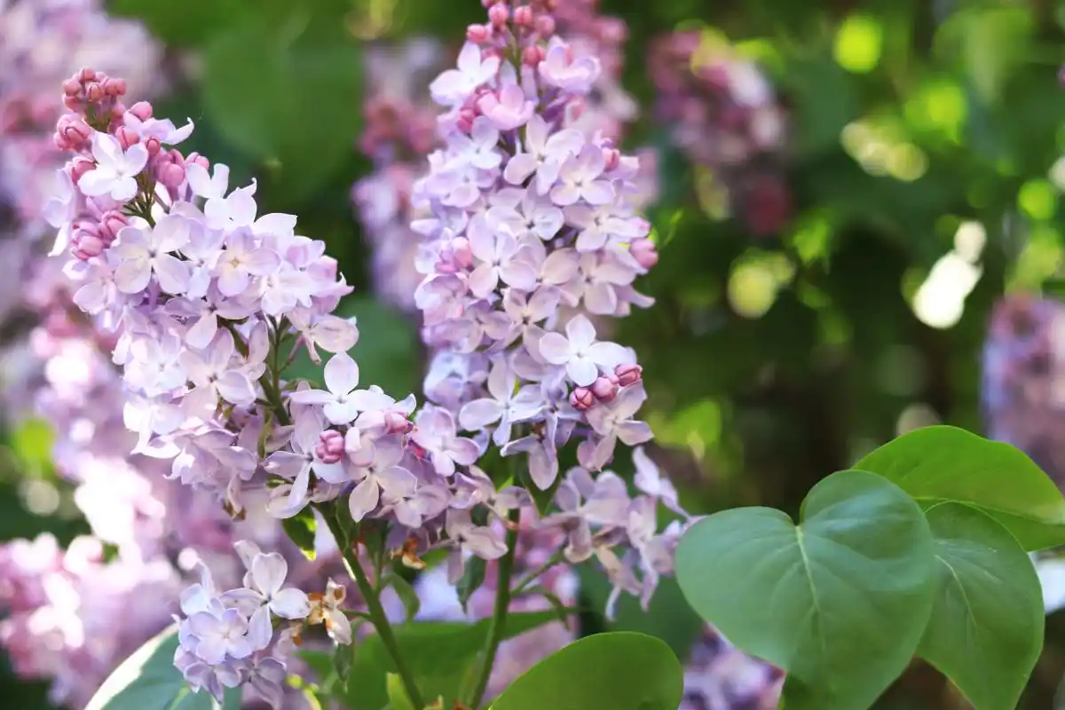 lilac tree