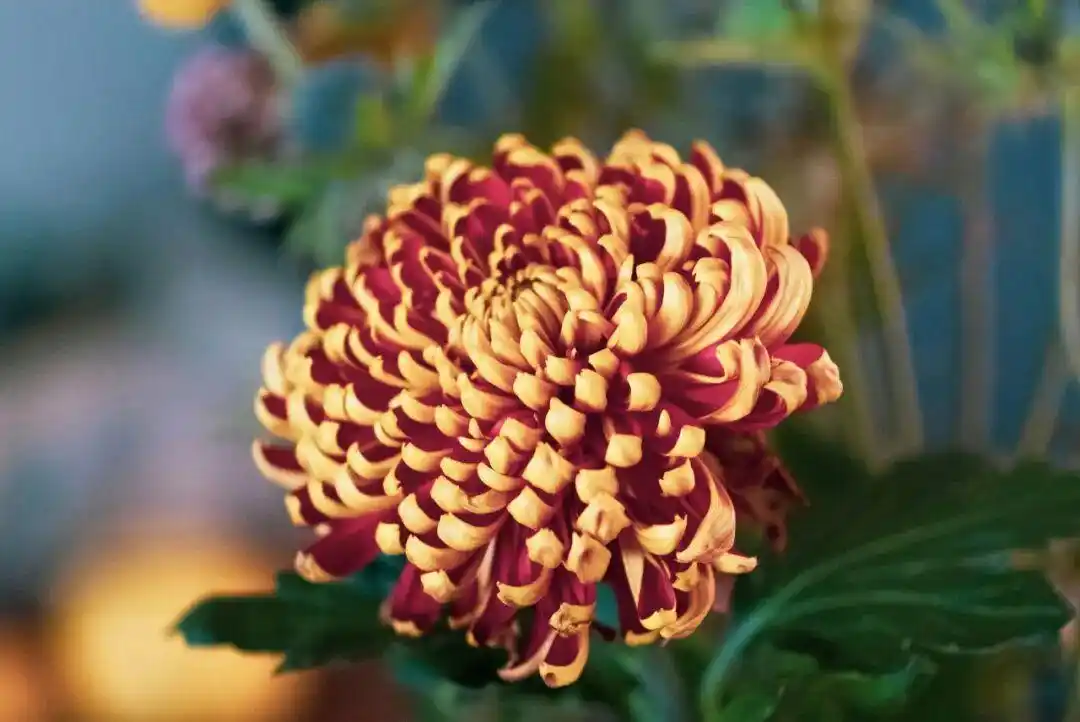 Chrysanthemum