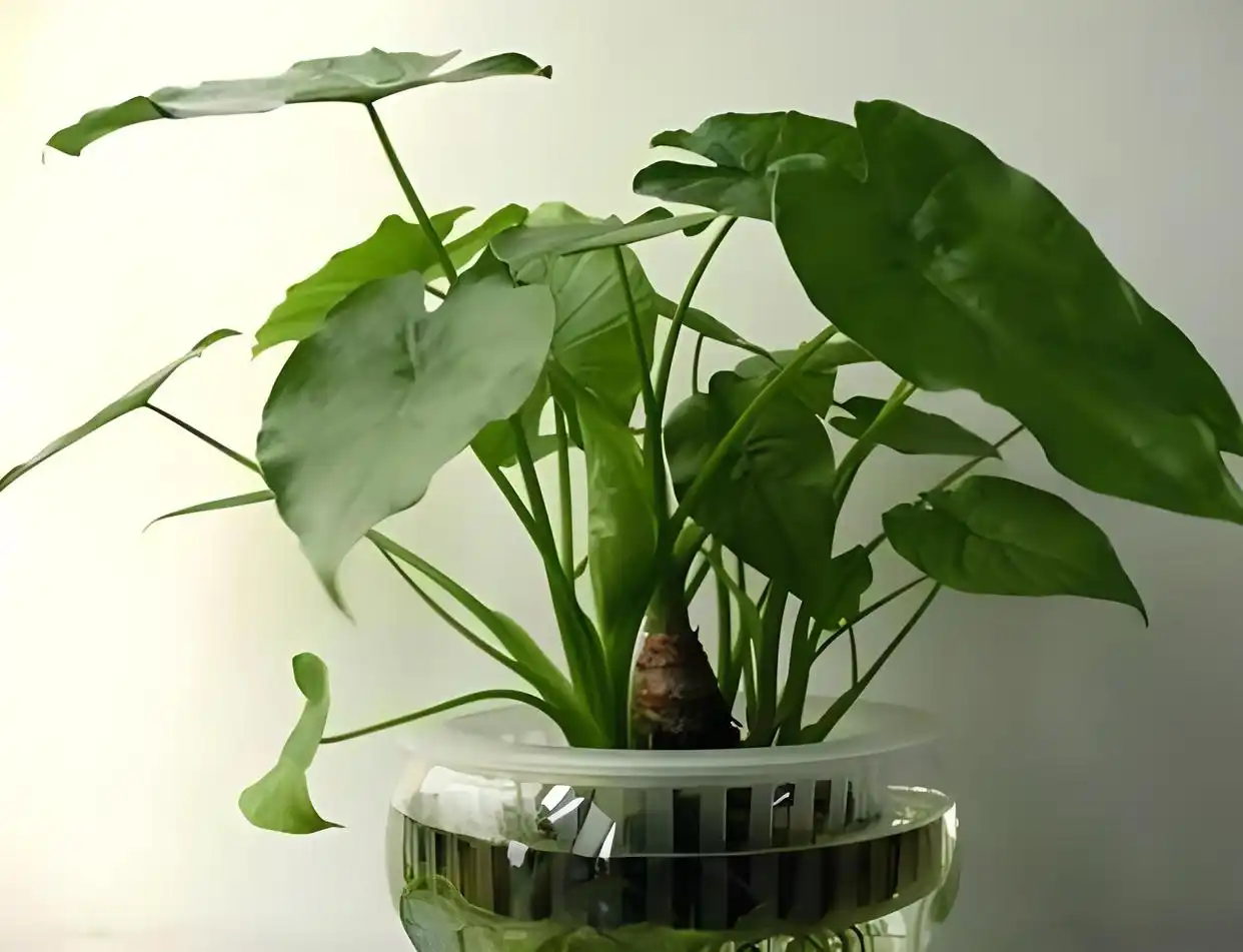Alocasia macrorrhiza