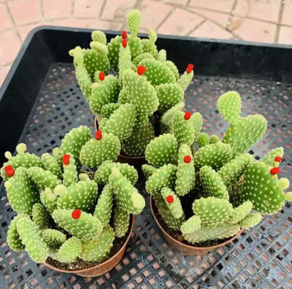 cactus plants