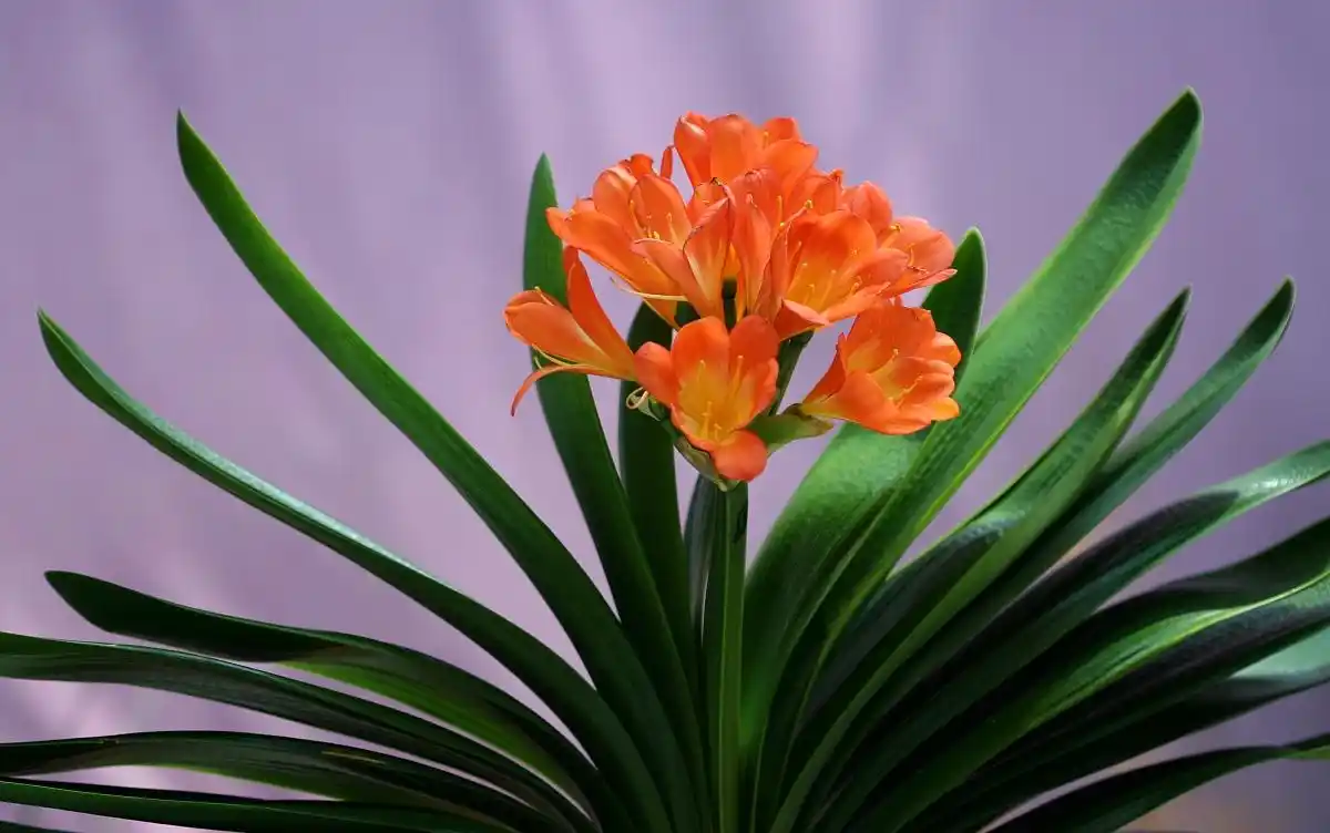 Clivia