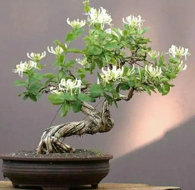 honeysuckle bonsai