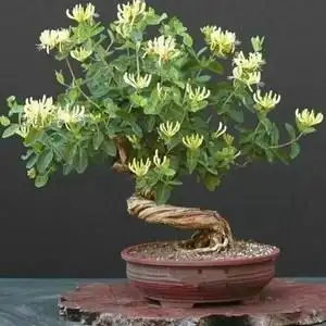 How To Grow And Care For Your Honeysuckle Bonsai Tree