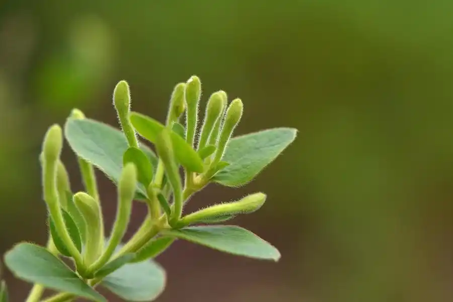 honeysuckle bonsai