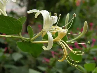honeysuckle bonsai